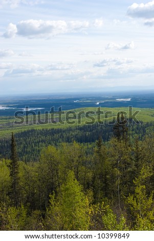 birch tree forest in Alaska
