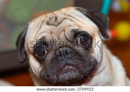 Pug wandering with eyes wide open