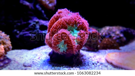 Similar – Image, Stock Photo Glowing coral reef in ocean