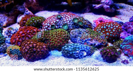 Similar – Image, Stock Photo Glowing coral reef in ocean