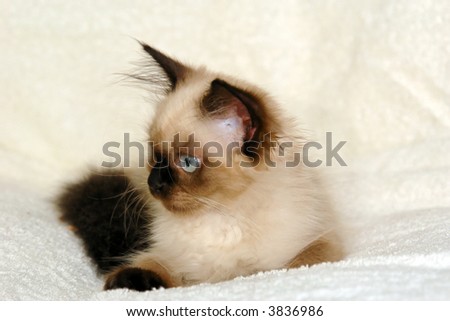 side view portrait of a young seal point himalayan kitten with round blue eyes