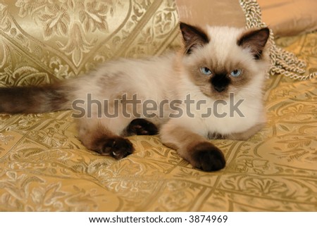 Seal Point Himalayan Kitten on a Gold Background