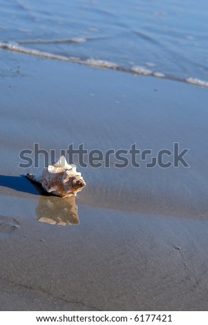Large conch shell on the shore as the tide comes in, in bright sunshine with reflection, small wave in background