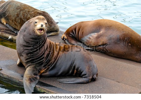 humorous image of large sea lion looking towards viewer with his mouth open showing his fangs