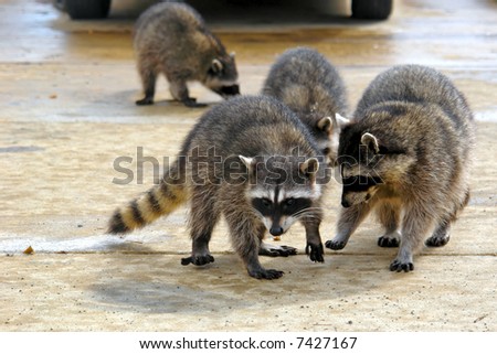raccoons hanging out at a junk yard in the middle of the day