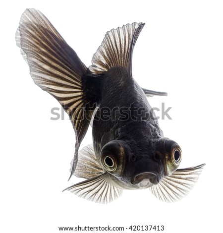 Similar – Foto Bild Goldfisch (Carassius auratus)