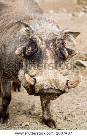 warthog close-up in open-cage