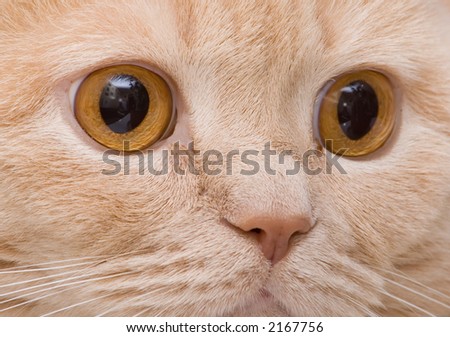 Thoughtful cat\'s sight with beautiful reflections in eyes
