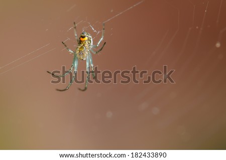 Orchard Orb Weaver Spider hanging upside down on it\'s web