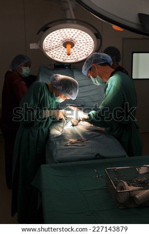 A veterinarian surgeon working in a small operating room with an assistant