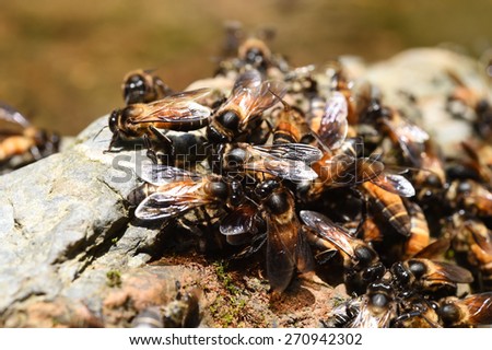 Group of bees on the ground