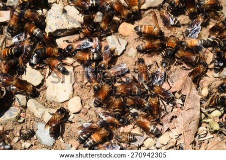 Group of bees on the ground