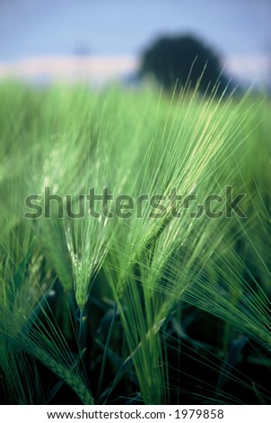 Green wheat field that has begun to ear.