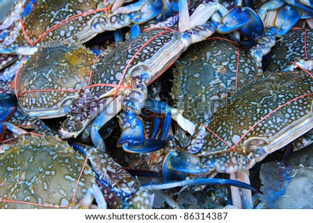 fresh crabs in the local market, Thailand