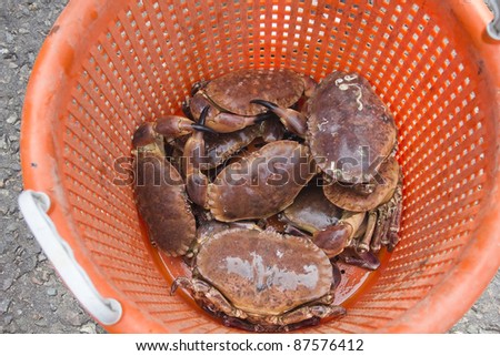 Freshly caught live Brown or Edible Crabs in an orange basket.