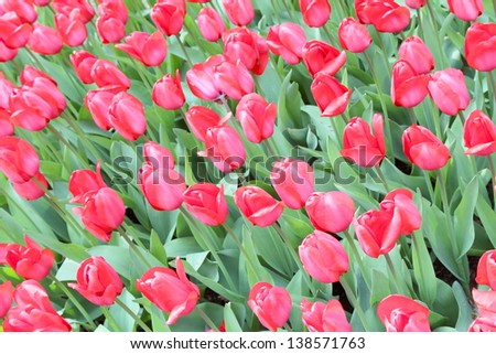 red tulips in Amsterdam