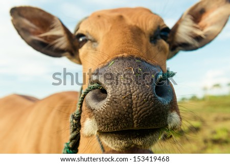 Close up shot of a brown domestic cow