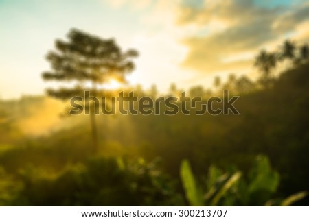 Sun is rising above lush jungle
