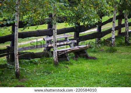 wooden bench under birch trees next to a wooden fence