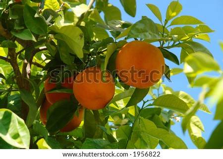 Orange tree with fruits and flowers