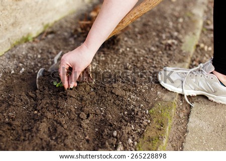 Woman weeding closeup, outdoor work in backyard