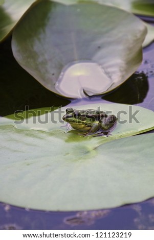 green pond frog rest on lotus leaf in pond