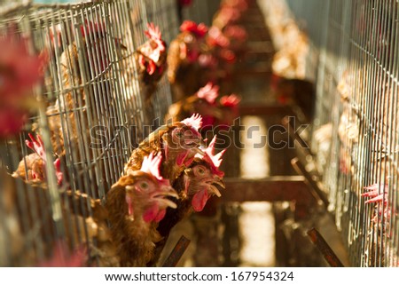 red chickens farm in cell sections