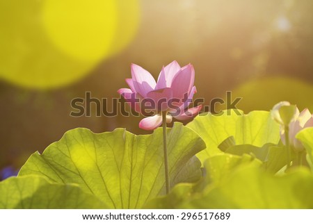 Bloom Lotus flower in garden under sunlight