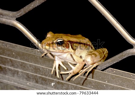 a frog stay on iron net at night