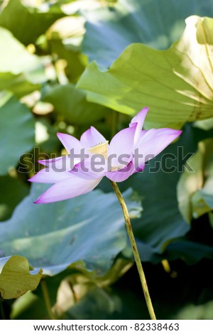 bloom lotus with seed and leaf under sunshine in summer