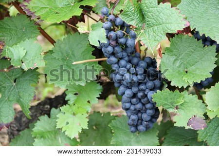 Red wine grapes along the river Moselle (Mosel), Rhineland-Palatinate, Germany.