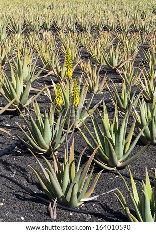 Flowering Aloe Vera; field of flowering Aloe Vera plants cultivated in black volcanic soil