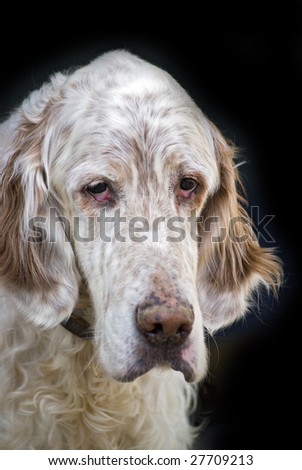 english setter looking typically thoughtful; isolated on black ground
