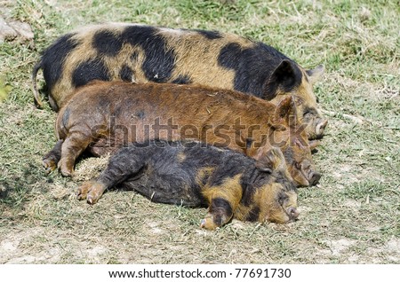 Three little pigs; three sleeping Kune Kune piglets, apparently smiling; differential focus; extremely cute!