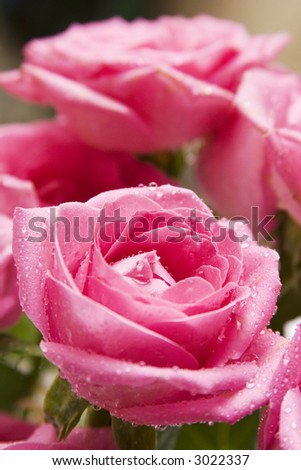 Close-up (macro) shot of a pink rose