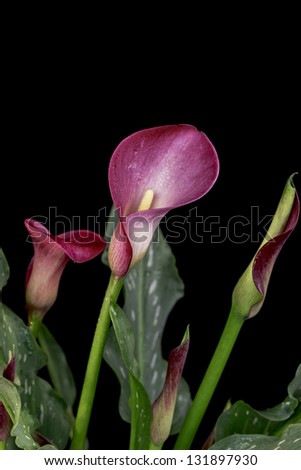 Calla Lilies isolated on black