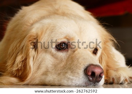 Sleepy Face Golden Retriever Dog