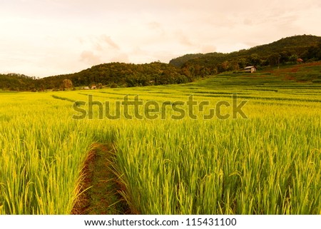 Rice Fields in South East Asia
