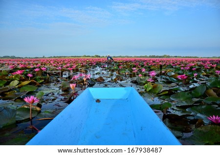 Long Tail Boat in Lotus Lake