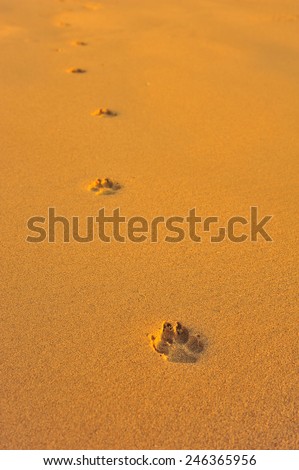 Dog Footprint on White Sand Beach