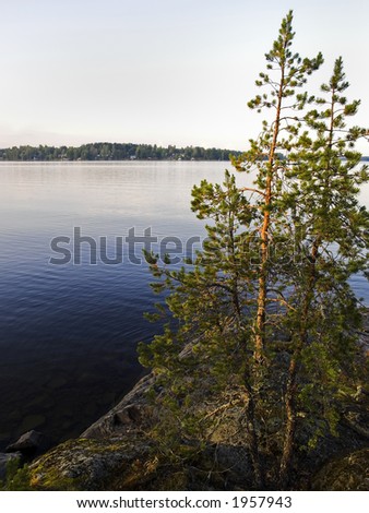 tree in saimaa lake, finland