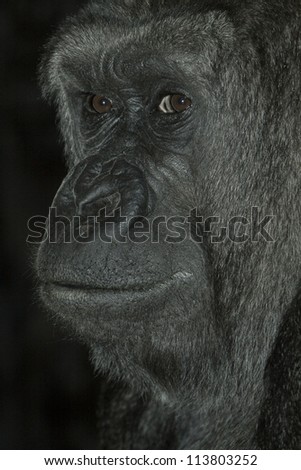 portrait of an old male silver-back gorilla, ape, monkey, primate