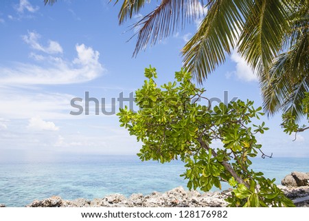 rocky beach with palm, tree, turquoise sea and blue sky with white clouds in summer