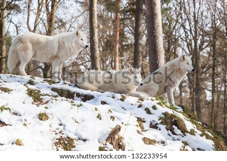 watchful arctic wolf pack of three animals on a hill in winter forest, standing, sitting and lying