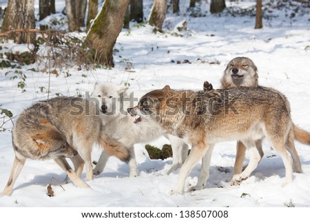 wolf pack of four timber wolves fighting in snowy white winter forest