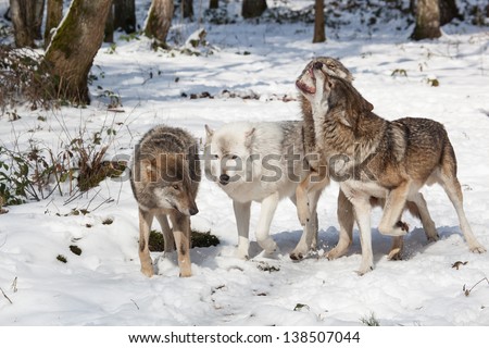wolf pack of four fighting timber wolves in snowy white winter forest