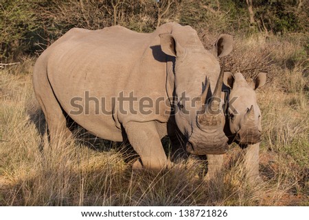 portrait of two white rhinos, mother and calf standing in the african savanna