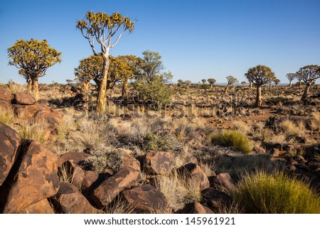group of four quiver trees in a rocky semi desert under a blue sky