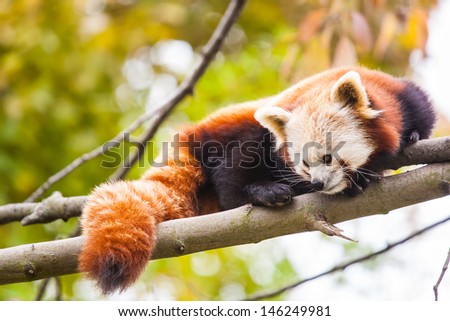little red panda bear resting on a branch in the top of a tree