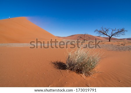 sand storm, red dune and dead tree in the namibian Namib desert, Naukluft Park, Namibia, Africa